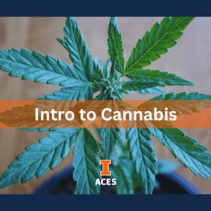 Introduction to Cannabis - Online CE Course