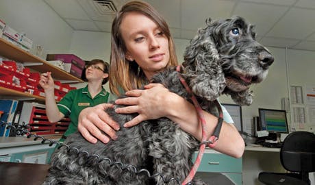 Edivet Do You Have What It Takes To Be A Veterinarian Coursera