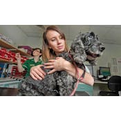 EDIVET: Do you have what it takes to be a veterinarian?