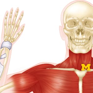 Anatomy Musculoskeletal and Integumentary Systems