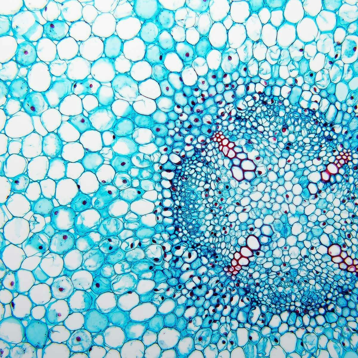 Protists Evolution And Ecology Of Microbial Eukaryotes Coursera