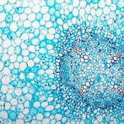 Protists: Evolution and Ecology of Microbial Eukaryotes