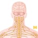 Anatomy: Human Neuroanatomy