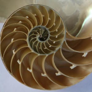 Calculus through Data & Modelling Series and Integration