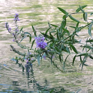 The Big Stuff: Evolution and Ecology from University of Colorado Boulder online course platform