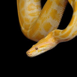 Applied Calculus with Python