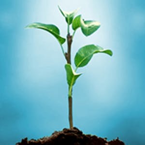 Understanding Plants - Part II Fundamentals of Plant Biology
