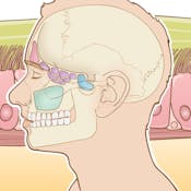 Acute and Chronic Rhinosinusitis: A Comprehensive Review
