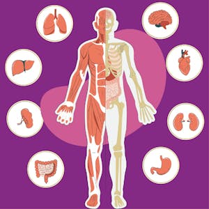 Fundamental Human Physiology in Sports Medicine - Online CE Course