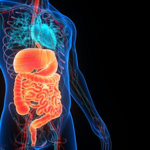 Digestion, Micturition, and Reproduction - Online CE Course