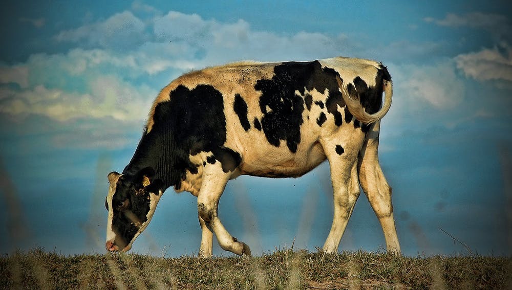 Sustainable Food Production Through Livestock Health Management | Coursera