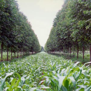 Agroforestry IV: Climate, Carbon Storage and Agroforestry from University of Florida online course platform