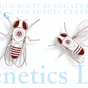 遗传学实验 from Peking University online course platform