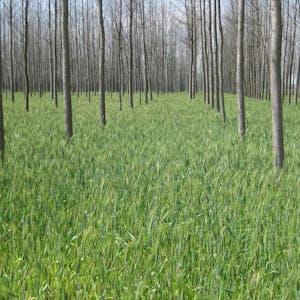 Agroforestry III: Principles of Plant and Soil Management - Online CE Course