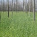 Agroforestry III: Principles of Plant and Soil Management