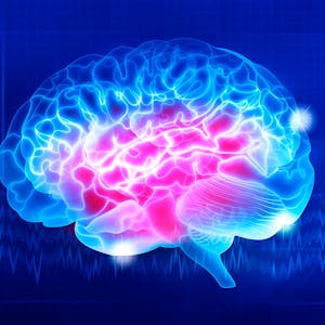 Introducci贸n a la Neurociencia from Universidad de Palermo online course platform