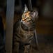 The Changing Status and Perception of Animals