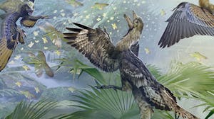 Paleontology: Theropod Dinosaurs and the Origin of Birds