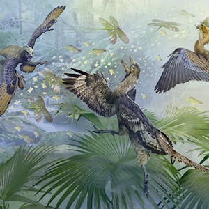 Paleontology Theropod Dinosaurs and the Origin of Birds
