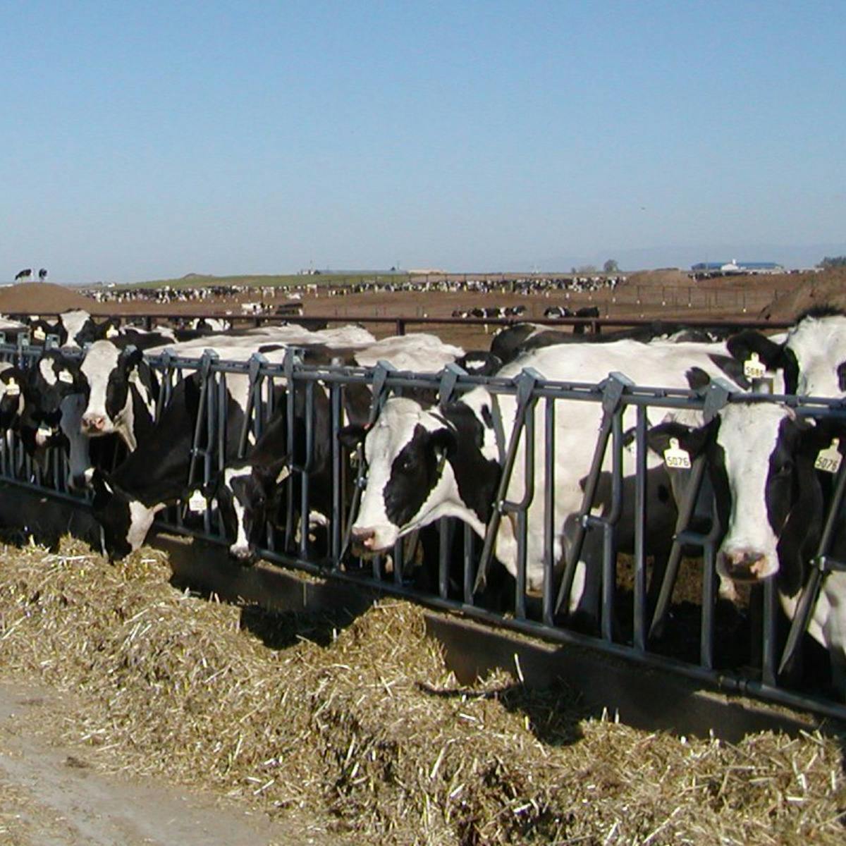 Dairy Production and Management | Coursera