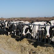 Dairy Production and Management
