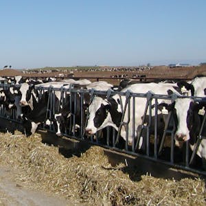 Dairy Production and Management