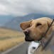 Tiere, Selbst und Gesellschaft