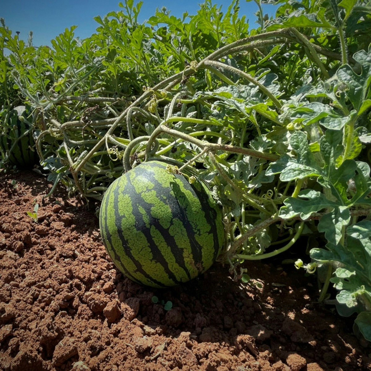 Introducción a la mejora genética vegetal