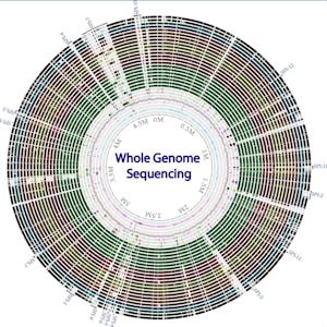 Whole genome sequencing of bacterial genomes - tools and applications