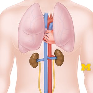 Anatomy Cardiovascular, Respiratory and Urinary Systems