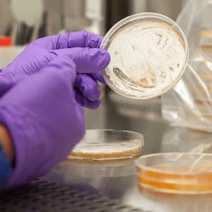 Preclinical Safety - Online CE Course