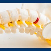 Anatomy of the Head and Spine