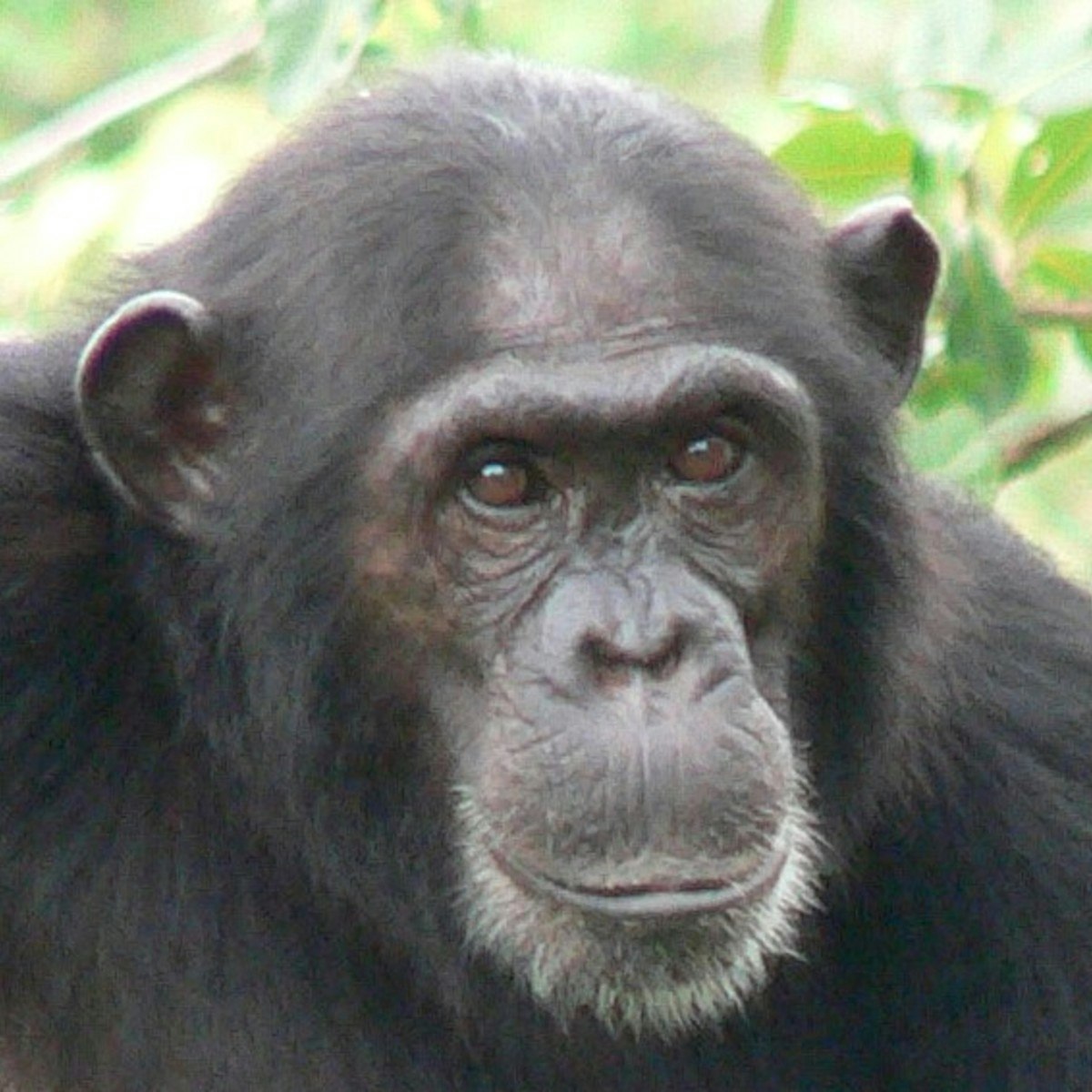 Monkeys for Nothin' and the Chimps for Free - Wikipedia