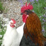 Chicken Behaviour and Welfare
