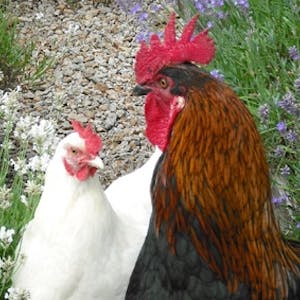 Chicken Behaviour and Welfare