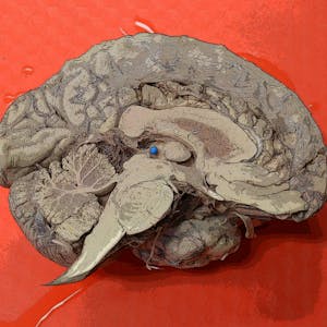 Understanding the Brain: The Neurobiology of Everyday Life from Coursera | Course by Edvicer