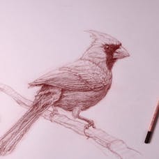 Learn to Draw | Coursera