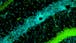 Experimental Methods in Systems Biology
