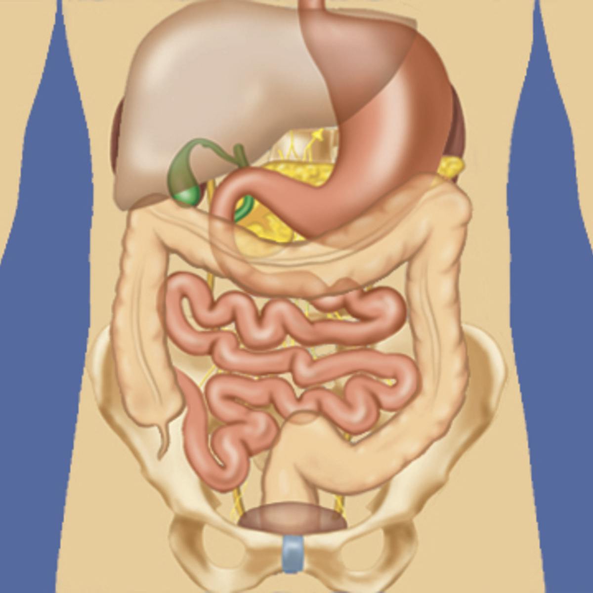 human anatomy abdomen