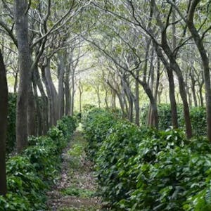 Agroforestry II: Major Systems of the World