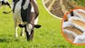 Fundamentals of Dairy Nutrition: Forages and Feed