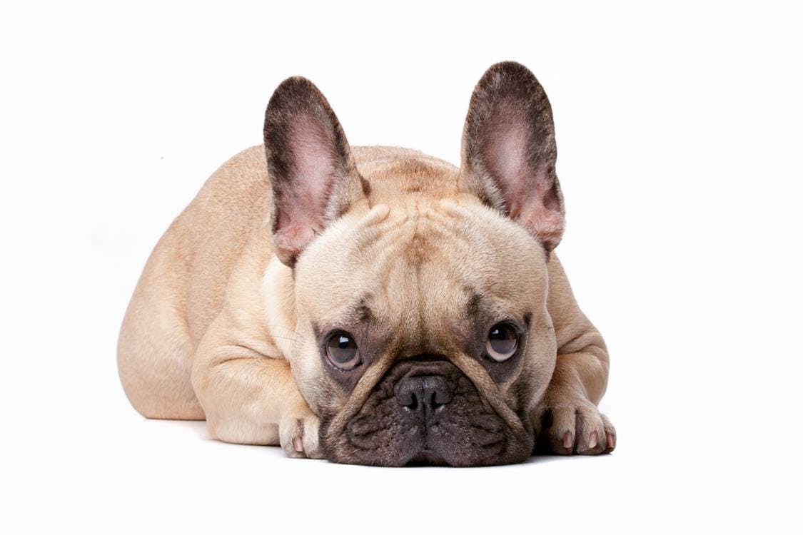 Dog Emotion and Cognition | Coursera
