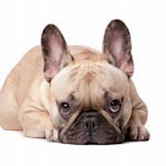 Dog Emotion and Cognition