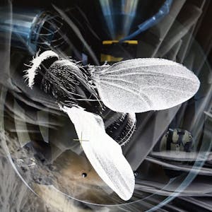 Técnicas Microscópicas de Caracterización