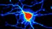 Integrated Analysis in Systems Biology