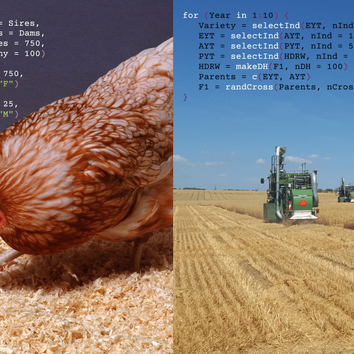 Breeding Programme Modelling with AlphaSimR