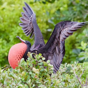 Introduction to Biology: Biodiversity - Online CE Course