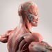 The Skin, Bones, and Muscles