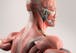 The Skin, Bones, and Muscles