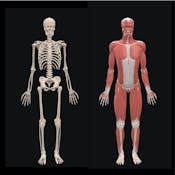 Fundamental Sports related Musculoskeletal Anatomy